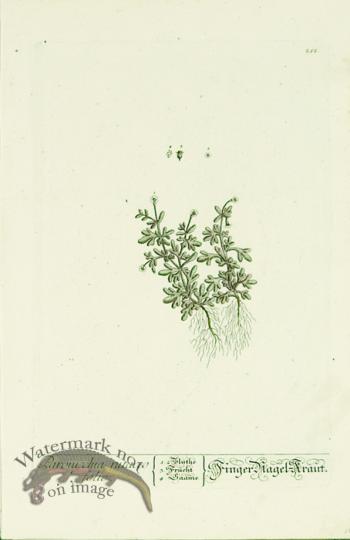 Blackwell German 136